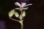 Redstem stork's bill